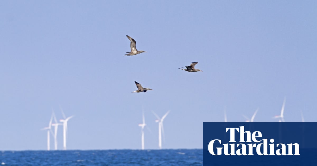 Concern over impact of Norfolk Boreas offshore windfarm on seabirds
