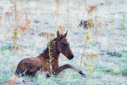 A foal lying in a meadow of pale grass
