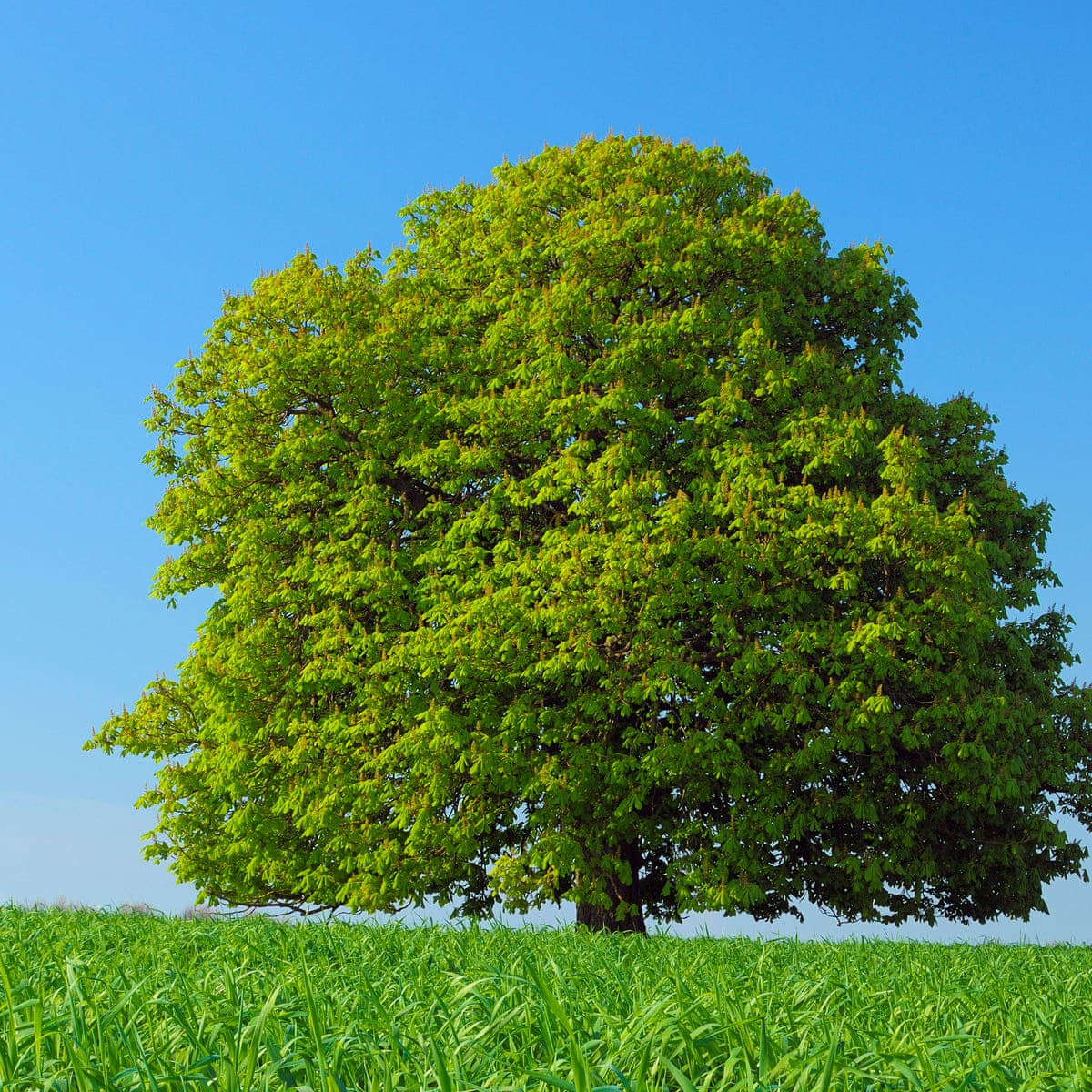 The Overstory By Richard Powers Review The Wisdom Of Trees Fiction The Guardian The Overstory By Richard Powers Review The Wisdom Of Trees Fiction The Guardian