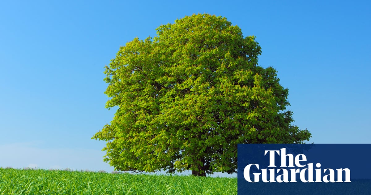 The Overstory By Richard Powers Review The Wisdom Of Trees