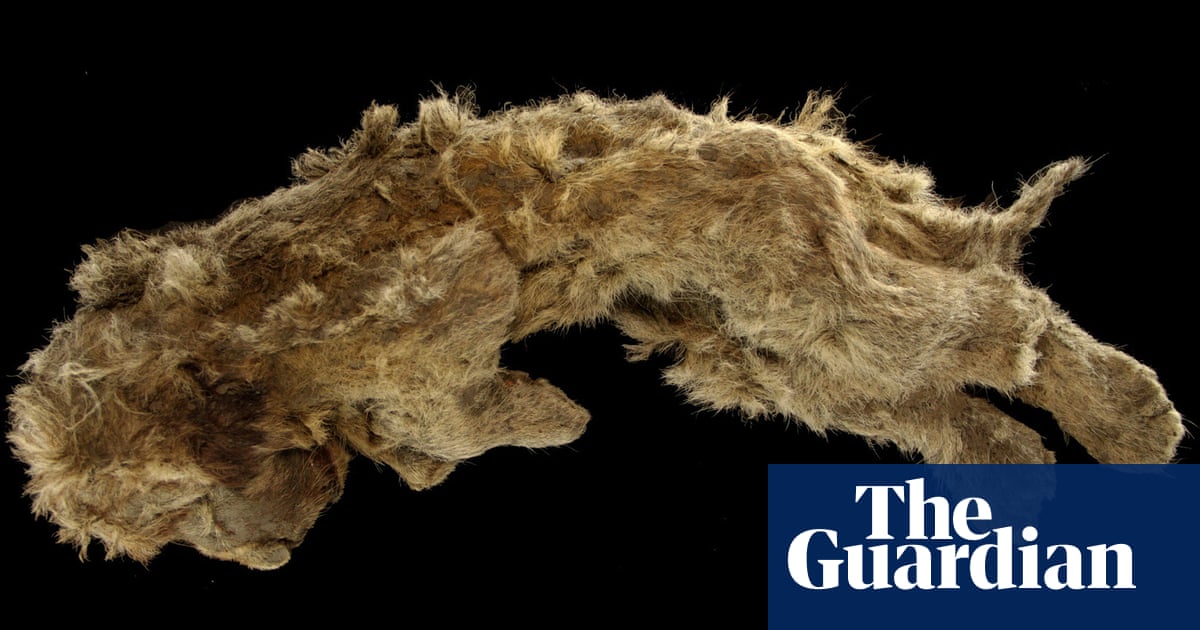 Well-preserved 28,000-year-old lion cub found in Siberian permafrost