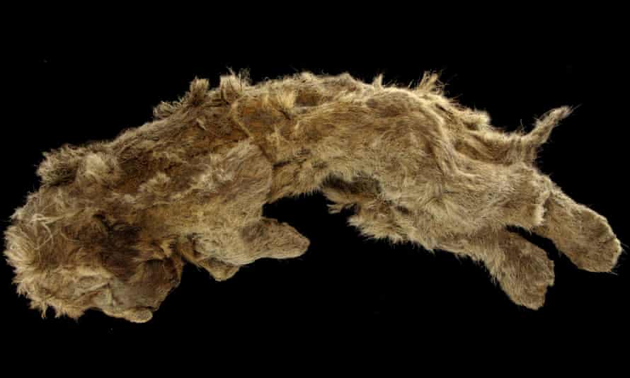 A cave lion cub named Sparta, which was found preserved in Siberia’s permafrost