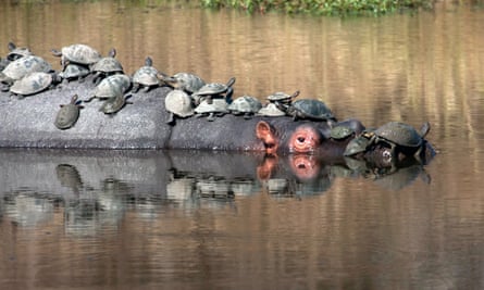 Creature comforts: The shelled animals make full use of the hippo’s body on August, 31, 2014, in Kruger National Park, South Africa. Terrapins take a break from the water and rest on the back of an enormous hippo.