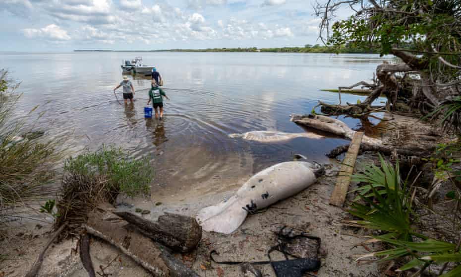 The number of manatee deaths in the first six months of 2021 were more than any other year on record.