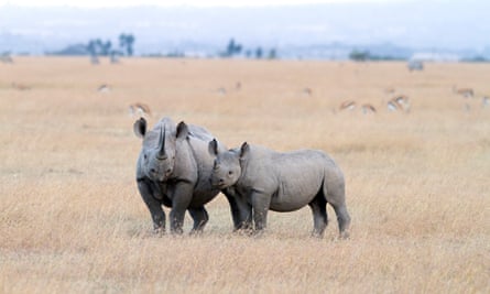 Black Rhinoceros with young one, short before sunset, Sweetwaters in Kenya. The country’s wildlife population has plummeted over the last four decades, but so have many nations in Africa.
