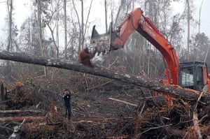 An orangutan seeks refuge from a bulldozer as loggers smash the base of a tree in the Ketapang district, West Borneo.
