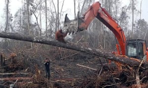 An orangutan is driven from its home by bulldozers in the Ketapang District, West Borneo