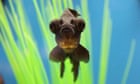 The pet I'll never forget: Bruno was a gorgeous fish. He comforted me through a painful breakup