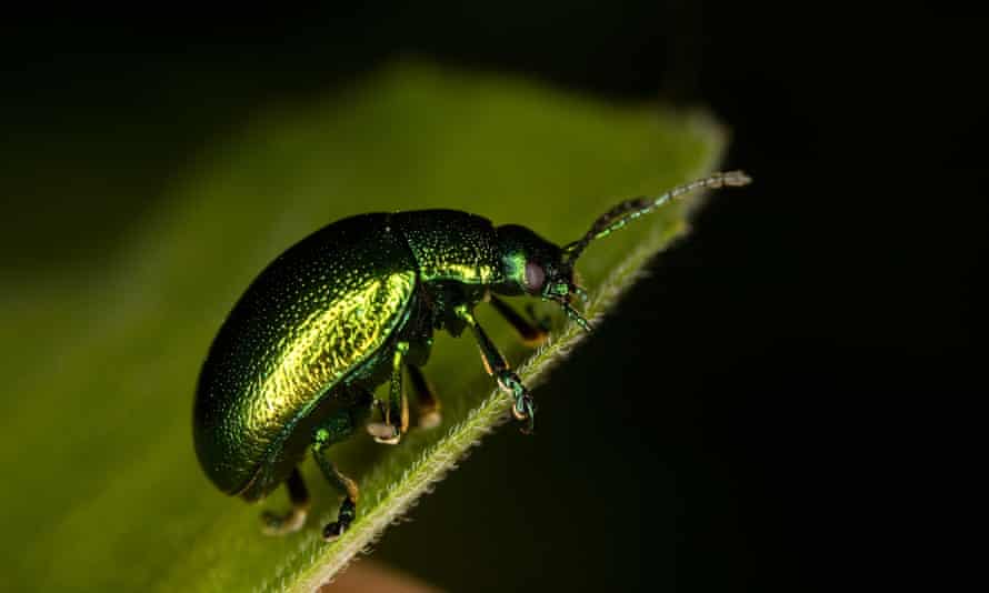 The tansy beetle, which is ‘nationally rare’, is the subject of a major conservation programme in Yorkshire.