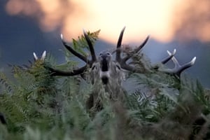 A red deer stag bellows at sunrise during the rutting season which takes place during autumn, in Bushy Park, London, UK.