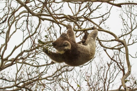 Koala feeding on leaves in an otherwise bare tree