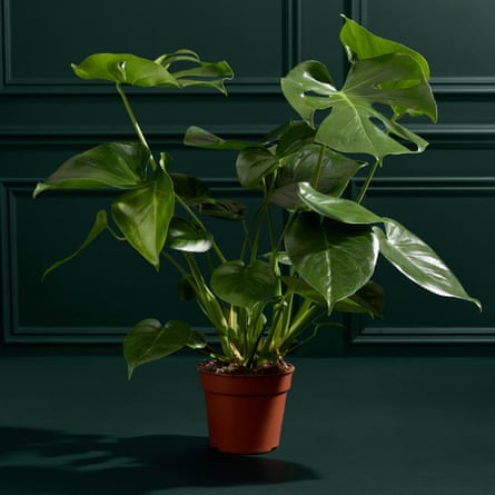 M&S Large Monstera (Swiss Cheese Plant)