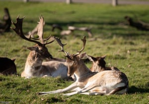 Fallow deer herd relax in spring sunshine at Richmond Park, south-west London
