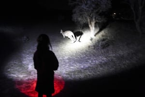 A member of a guided twilight tour uses a torch to spot an eastern grey kangaroo at the Mulligans Flat nature reserve in Canberra.