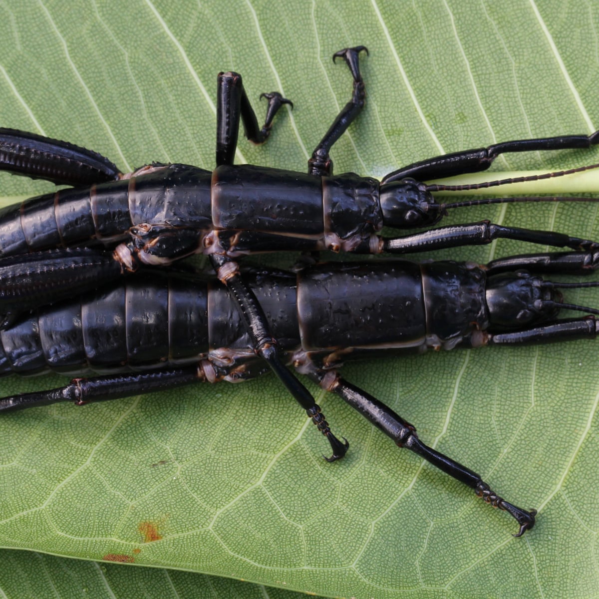 Giant Stick Insects Found On Lord Howe Island A Genetic Match For Extinct Phasmids Environment The Guardian