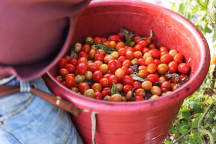a bucket of tomatoes