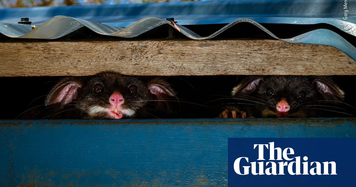 Wildlife photographer of the year 2020, highly commended – in pictures