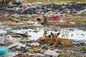 Cães em um depósito de lixo em Minneriya, Sri Lanka. Animais selvagens enfrentam problemas de saúde ao procurar comida no local - polietileno foi encontrado em esterco de elefante