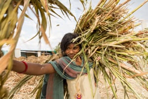 A girl carries sugar cane in a cattle camp near the town of Latur
