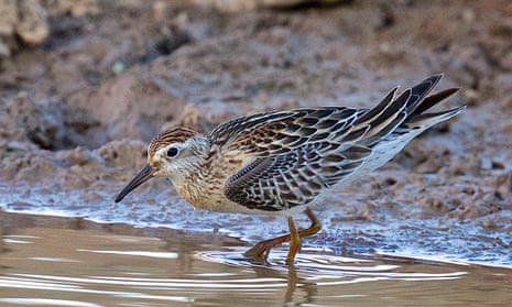 The sharp-tailed sandpiper