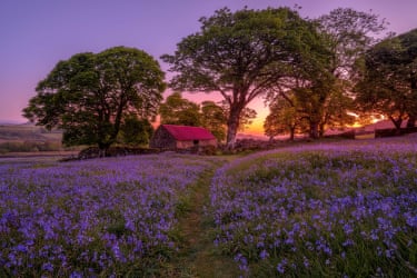 A field of bluebells with a cottage in the distance
