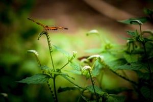 Butterfly in the rain forest.