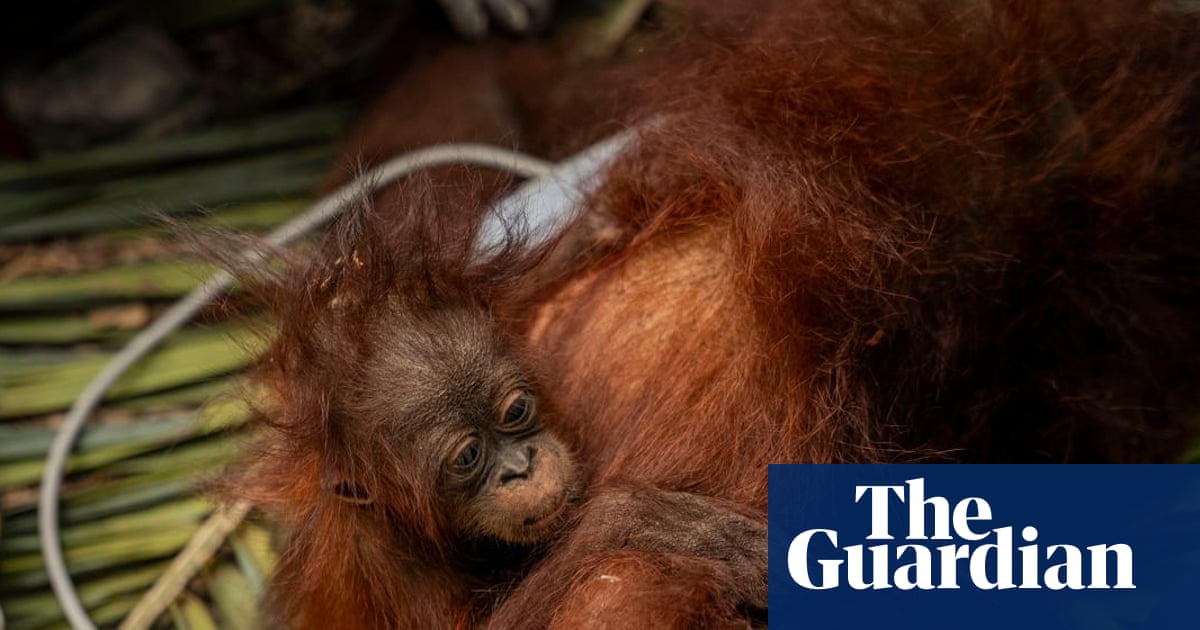 'The toll is huge': El Niño-driven wildfires overwhelm Indonesia's orangutan population