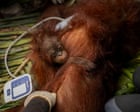 ‘The toll is huge’: El Niño-driven wildfires overwhelm Indonesia’s orangutan population