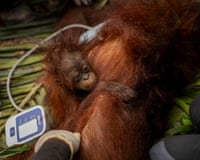 Baby orangutan Abu clings to its mother while rescuers check her with a medical monitor