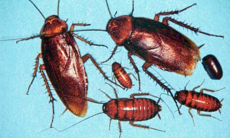 American cockroaches.