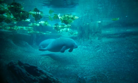 Pool space is scarce in Florida for newer arrivals of affected manatees, dolphins and sea turtles.