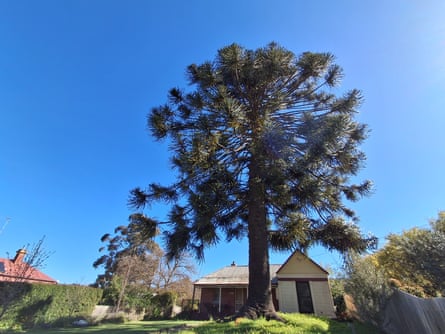 Bunya pine (Araucaria bidwilii) in Maldon