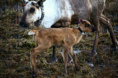 A mother and her newborn calf in the protected enclosure run by members of the West Moberly and Saulteau First Nations.