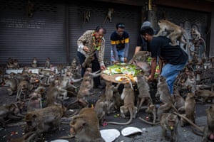 People provide a platter of fruits for the monkey population during the annual monkey festival in Lopburi, Thailand