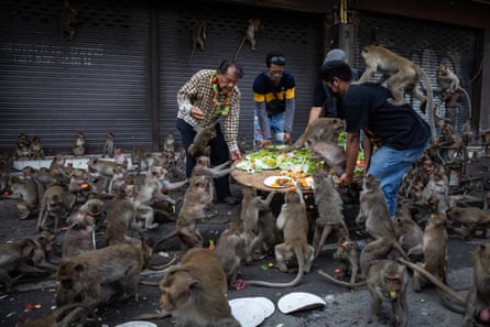Lopburi locals provide a platter of fruits for the monkey population on 27 November 2022 in Lop Buri, Thailand. Lopburi holds its annual monkey festival where local citizens and tourists gather to provide a banquet to the thousands of long-tailed macaques that live in central Lopburi. (Photo by Lauren DeCicca/Getty Images)