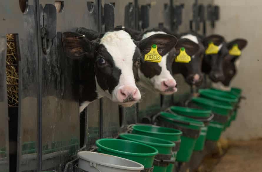 Holstein calves in plastic pen, Barton, Preston, Lancashire.