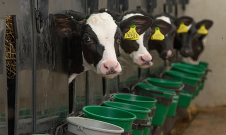 Holstein calves in a plastic pen in Preston, Lancashire.