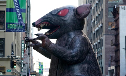 angry rat on NY street