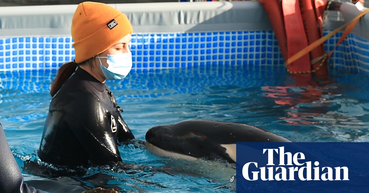New Zealand falls for stranded baby orca, but dilemma looms over ‘life support’