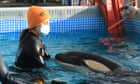 'Very saddened': Toa, the orphaned baby orca that enthralled New Zealand, is buried