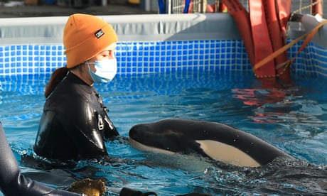 Plimmerton Boat Shed, Plimmerton, NZ. New Zealand Rescuers Work To Reunite Stranded Baby Orca With Pod