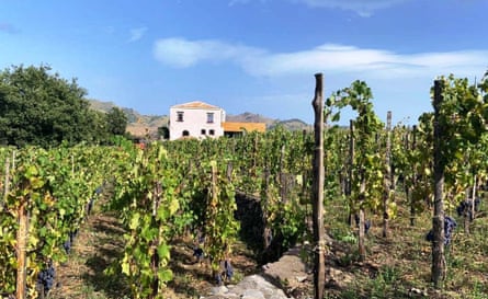 Vines grow in a field in Sicily under a blue sky with a white house in the background