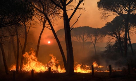 The wildlife burning in forests near the village of Gonfaron, in the department of Var, France.