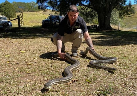 Snake catcher Steven Brown goes about his business after catching the two snakes.