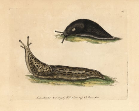 Illustration of a black slug top and a great slug bottom