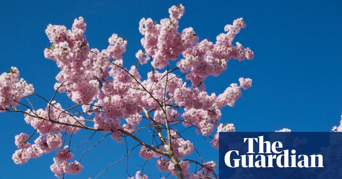 Plant a blossom tree in your garden and feel its magic for years to come