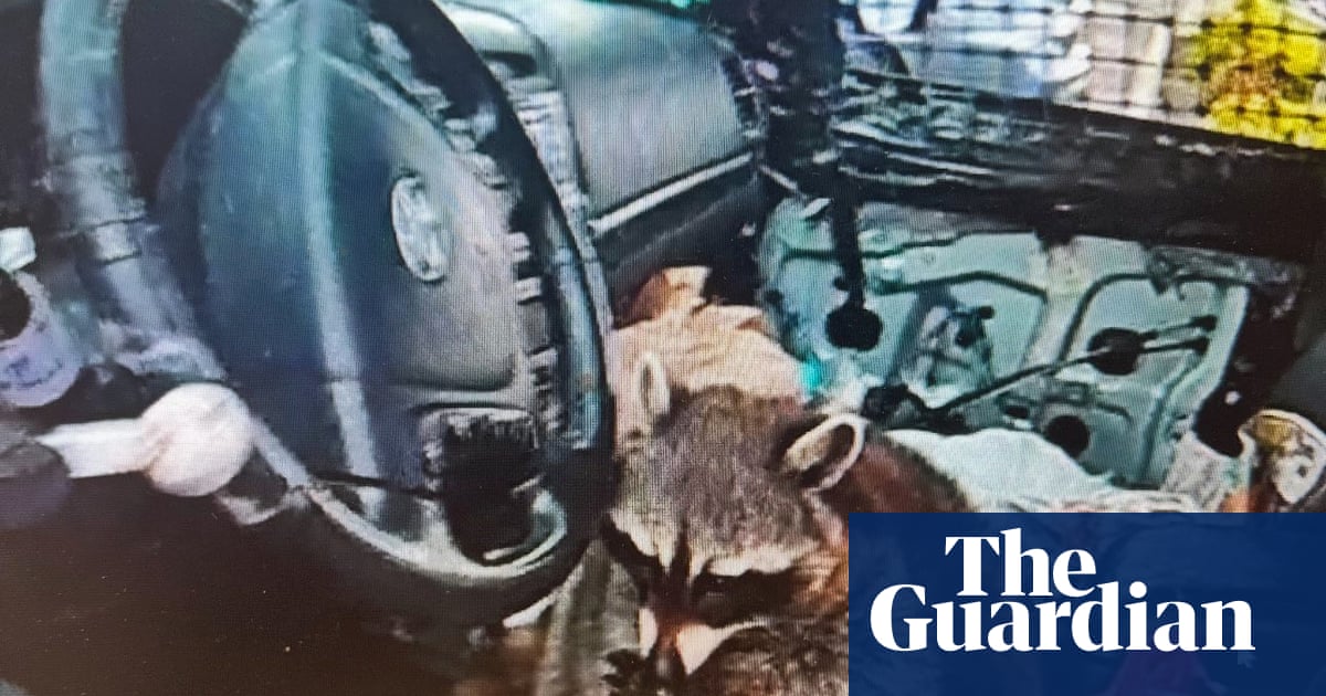 Ohio police find pet raccoon in car driver's seat with meth pipe in its mouth