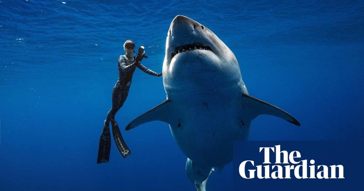 Why didn’t the divers in the photos get eaten by the great white shark? | Life and style | The