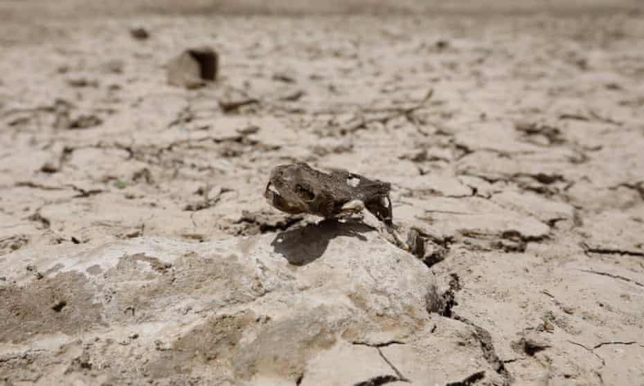 The skeleton of a frog lies in a drought-affected dam on the outskirts of Sana'a, Yemen’s capital, in July 2021.