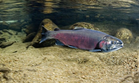 Coho salmon, which can grow to 2ft in length, spend their lives in the ocean but return to the US Pacific coast to spawn.